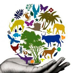 Convención sobre la Diversidad Biológica