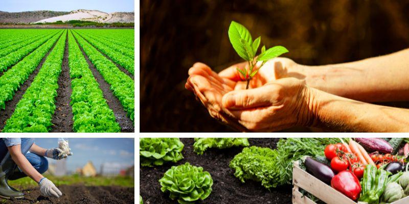 Sistemas agroalimentarios sostenibles